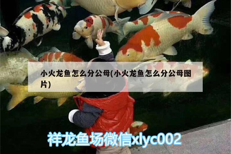 小火龍魚怎么分公母(小火龍魚怎么分公母圖片) 蘇虎 第2張