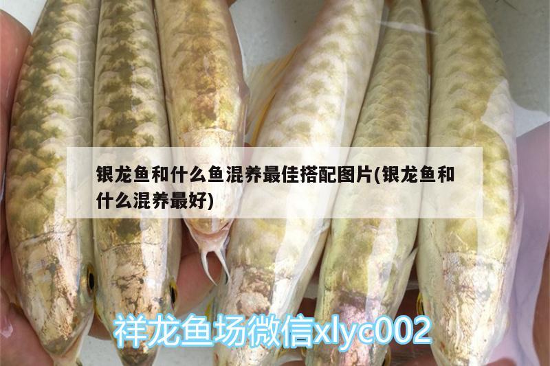 銀龍魚和什么魚混養(yǎng)最佳搭配圖片(銀龍魚和什么混養(yǎng)最好) 銀龍魚