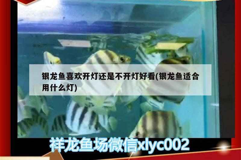 銀龍魚喜歡開燈還是不開燈好看(銀龍魚適合用什么燈)