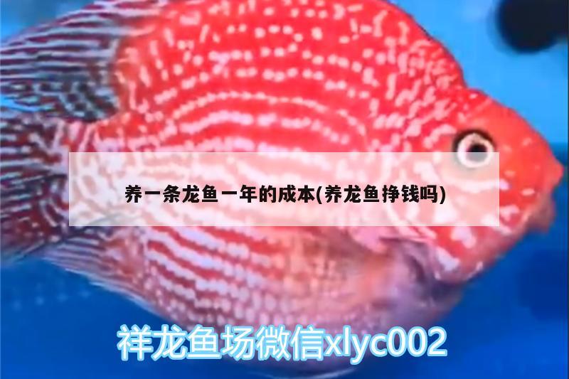 養(yǎng)一條龍魚一年的成本(養(yǎng)龍魚掙錢嗎) 申古銀版魚