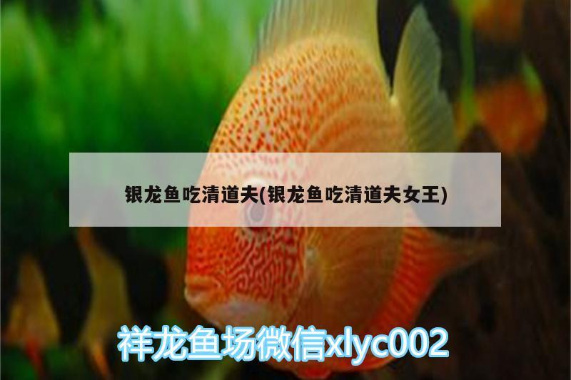 銀龍魚吃清道夫(銀龍魚吃清道夫女王) 銀龍魚