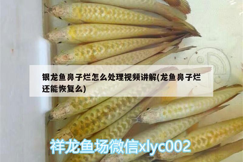 銀龍魚鼻子爛怎么處理視頻講解(龍魚鼻子爛還能恢復(fù)么) 銀龍魚