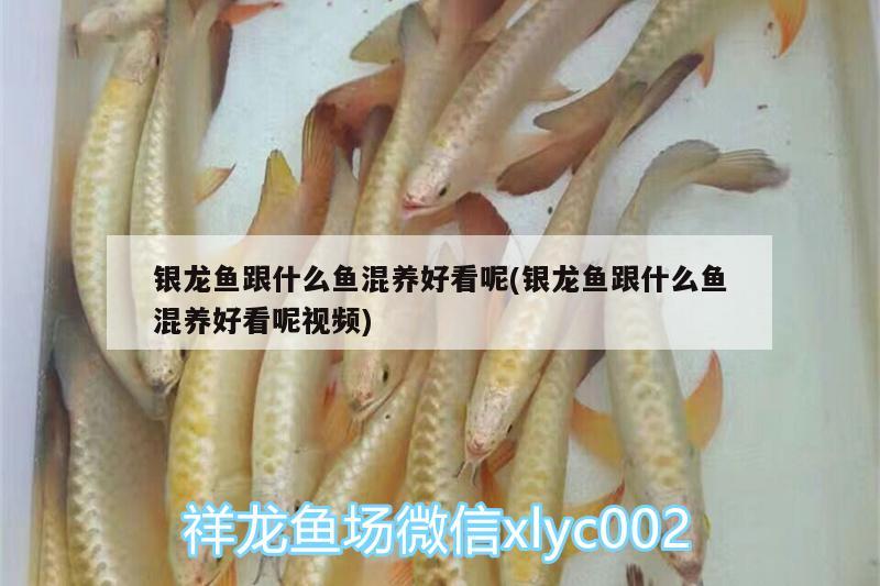 銀龍魚(yú)跟什么魚(yú)混養(yǎng)好看呢(銀龍魚(yú)跟什么魚(yú)混養(yǎng)好看呢視頻) 銀龍魚(yú)百科