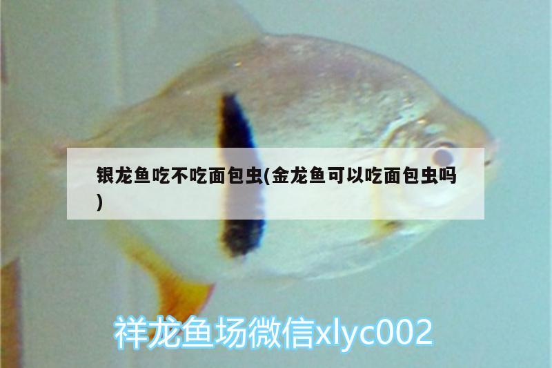 銀龍魚吃不吃面包蟲(金龍魚可以吃面包蟲嗎)