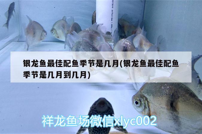 銀龍魚最佳配魚季節(jié)是幾月(銀龍魚最佳配魚季節(jié)是幾月到幾月)