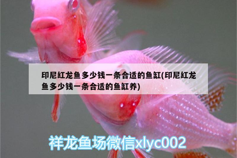 印尼紅龍魚(yú)多少錢(qián)一條合適的魚(yú)缸(印尼紅龍魚(yú)多少錢(qián)一條合適的魚(yú)缸養(yǎng)) 紅龍魚(yú)百科