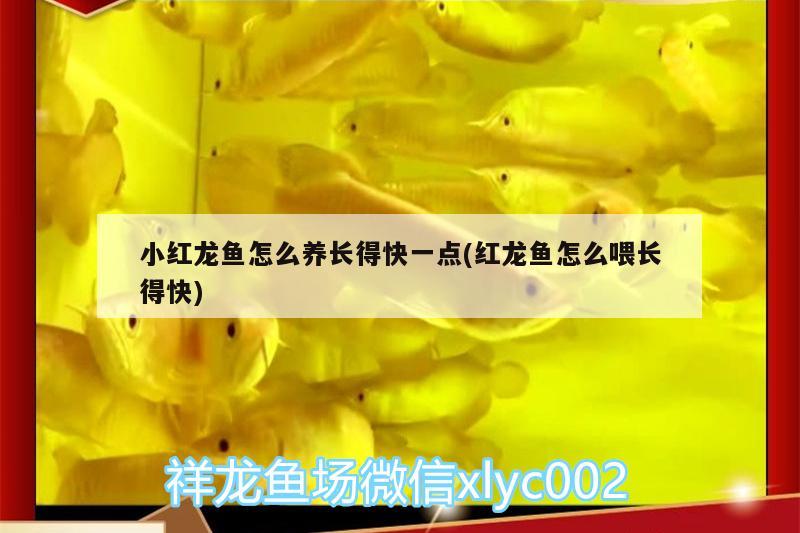 小紅龍魚怎么養(yǎng)長得快一點(紅龍魚怎么喂長得快) 海象魚