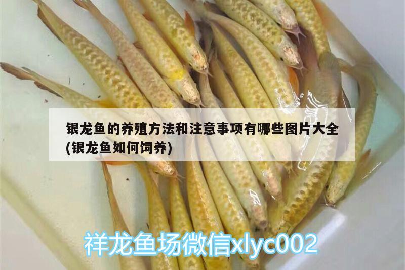 銀龍魚的養(yǎng)殖方法和注意事項有哪些圖片大全(銀龍魚如何飼養(yǎng)) 銀龍魚