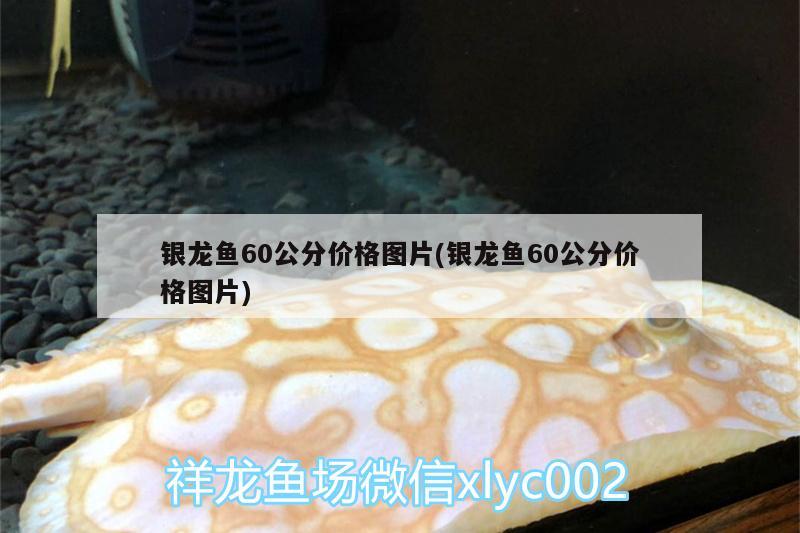 銀龍魚60公分價格圖片(銀龍魚60公分價格圖片)