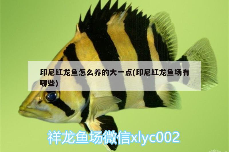 印尼紅龍魚(yú)怎么養(yǎng)的大一點(diǎn)(印尼紅龍魚(yú)場(chǎng)有哪些) 紅龍魚(yú)百科