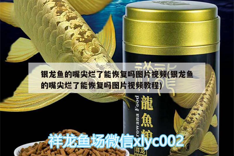 銀龍魚的嘴尖爛了能恢復(fù)嗎圖片視頻(銀龍魚的嘴尖爛了能恢復(fù)嗎圖片視頻教程) 銀龍魚百科