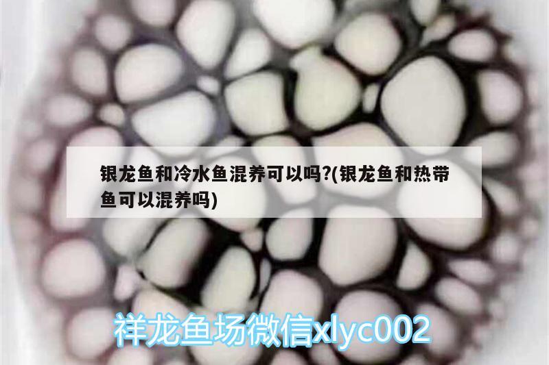 銀龍魚和冷水魚混養(yǎng)可以嗎?(銀龍魚和熱帶魚可以混養(yǎng)嗎) 銀龍魚