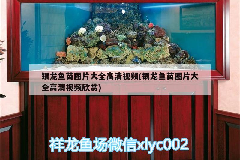 銀龍魚苗圖片大全高清視頻(銀龍魚苗圖片大全高清視頻欣賞) 銀龍魚百科