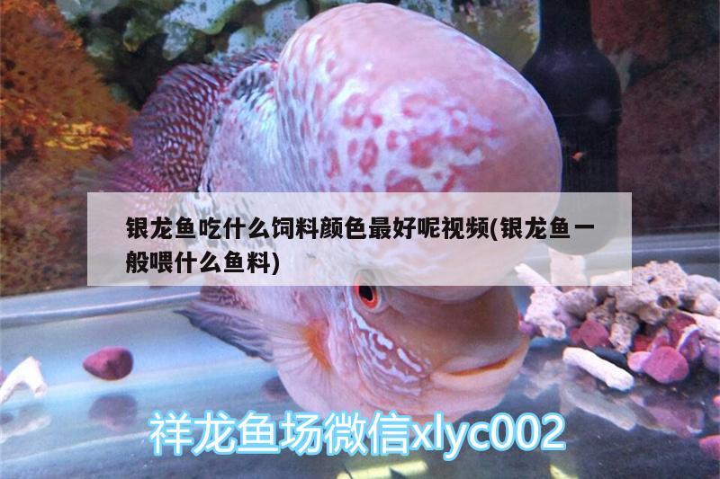 銀龍魚吃什么飼料顏色最好呢視頻(銀龍魚一般喂什么魚料) 銀龍魚百科