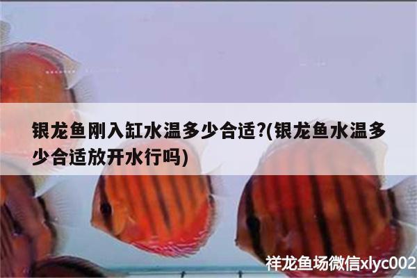 銀龍魚(yú)剛?cè)敫姿疁囟嗌俸线m?(銀龍魚(yú)水溫多少合適放開(kāi)水行嗎) 銀龍魚(yú)百科