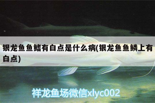 銀龍魚魚鰭有白點(diǎn)是什么病(銀龍魚魚鱗上有白點(diǎn)) 銀龍魚百科