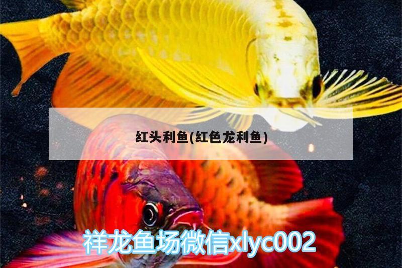 紅頭利魚(紅色龍利魚) 紅頭利魚