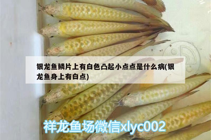 銀龍魚鱗片上有白色凸起小點點是什么病(銀龍魚身上有白點) 銀龍魚