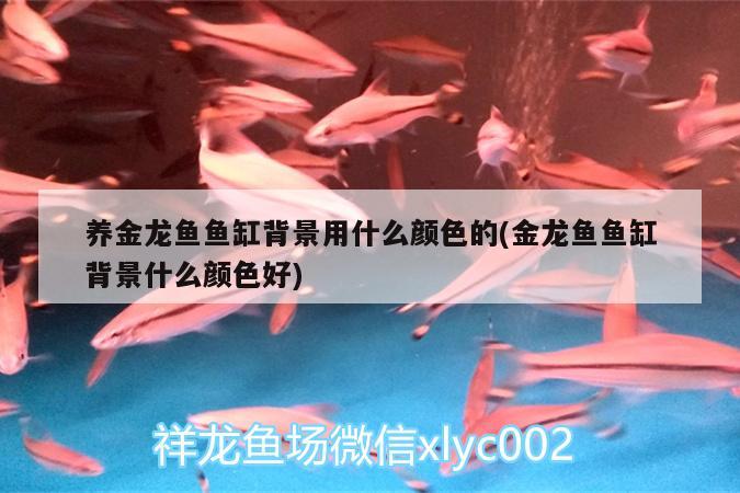 養(yǎng)金龍魚魚缸背景用什么顏色的(金龍魚魚缸背景什么顏色好)