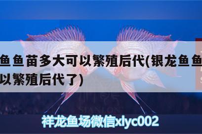 銀龍魚魚苗多大可以繁殖后代(銀龍魚魚苗多大可以繁殖后代了) 銀龍魚