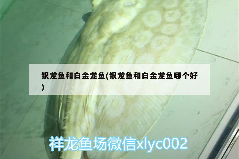 銀龍魚和白金龍魚(銀龍魚和白金龍魚哪個(gè)好) 銀龍魚百科