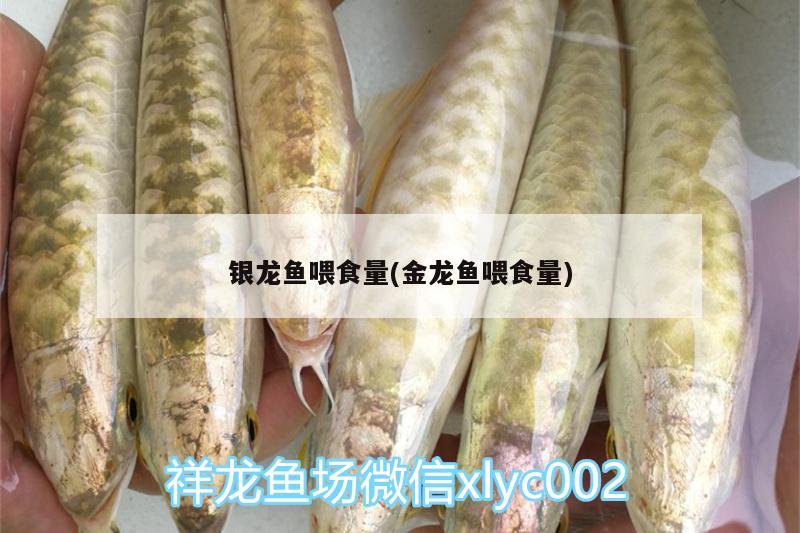 銀龍魚(yú)喂食量(金龍魚(yú)喂食量) 銀龍魚(yú)