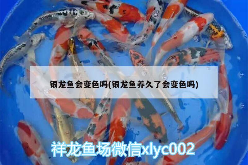 銀龍魚會(huì)變色嗎(銀龍魚養(yǎng)久了會(huì)變色嗎)