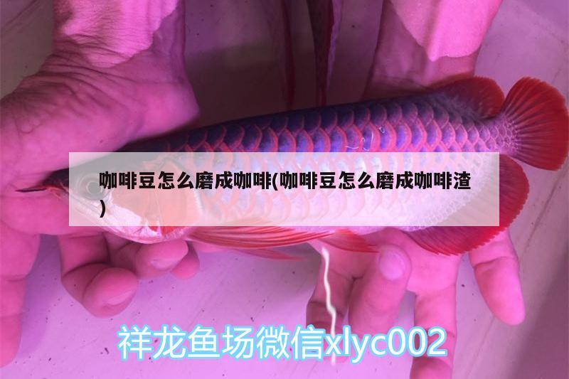 咖啡豆怎么磨成咖啡(咖啡豆怎么磨成咖啡渣)