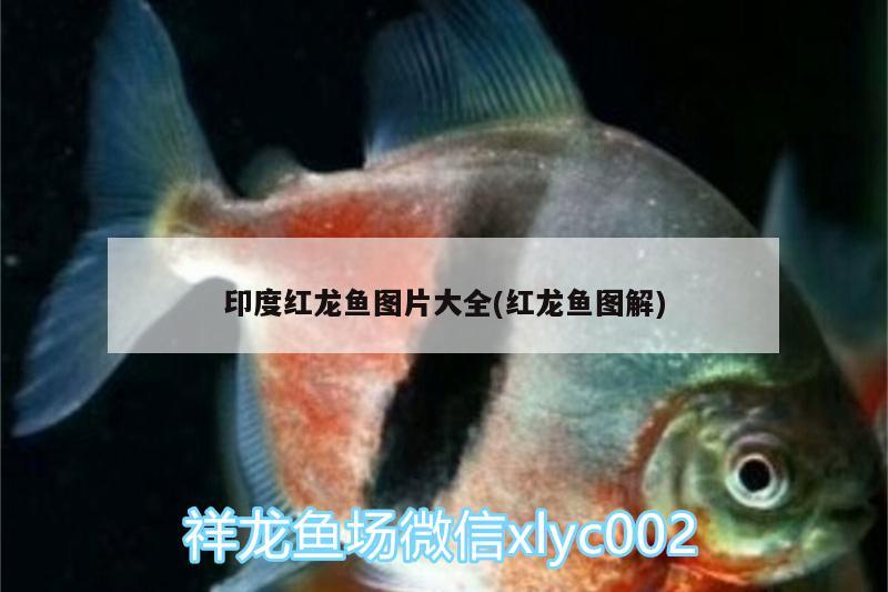 印度紅龍魚(yú)圖片大全(紅龍魚(yú)圖解) 丹頂錦鯉魚(yú)