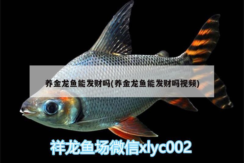 養(yǎng)金龍魚能發(fā)財(cái)嗎(養(yǎng)金龍魚能發(fā)財(cái)嗎視頻) 祥龍超血紅龍魚