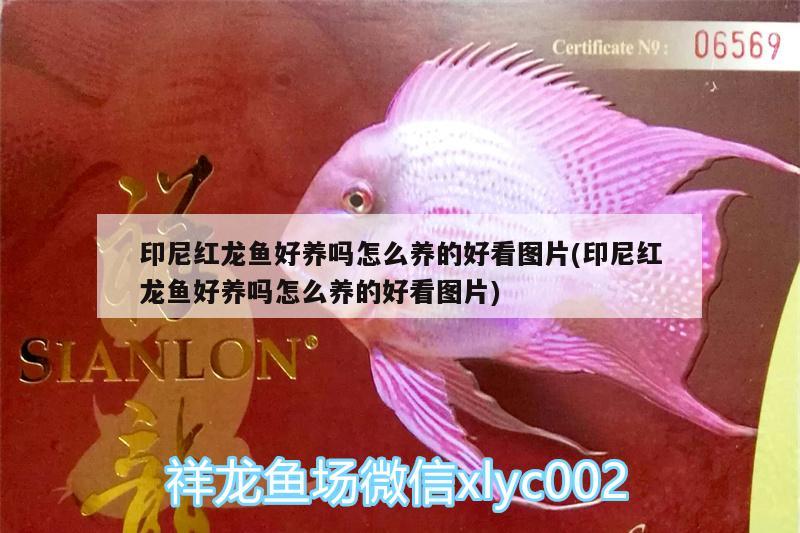 印尼紅龍魚好養(yǎng)嗎怎么養(yǎng)的好看圖片(印尼紅龍魚好養(yǎng)嗎怎么養(yǎng)的好看圖片)