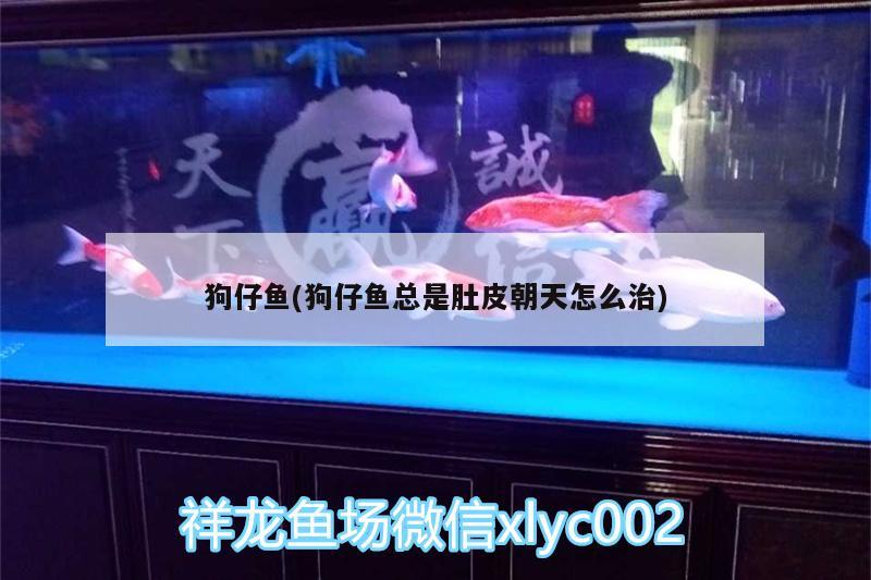 狗仔魚(狗仔魚總是肚皮朝天怎么治)