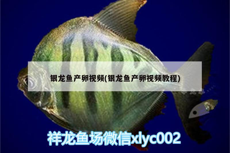 銀龍魚產(chǎn)卵視頻(銀龍魚產(chǎn)卵視頻教程) 銀龍魚百科