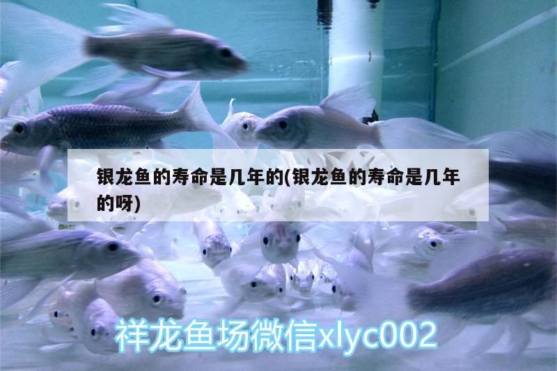 銀龍魚(yú)的壽命是幾年的(銀龍魚(yú)的壽命是幾年的呀) 銀龍魚(yú)百科