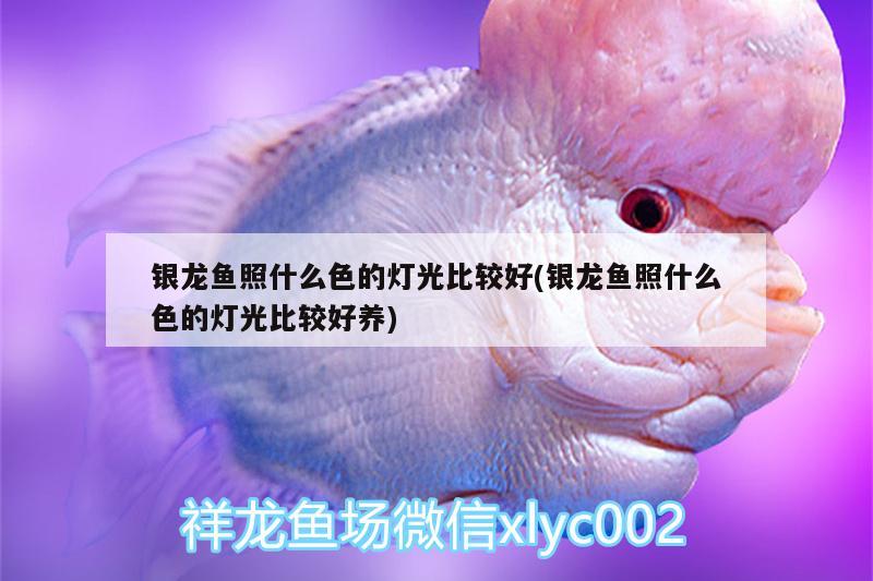 銀龍魚照什么色的燈光比較好(銀龍魚照什么色的燈光比較好養(yǎng))