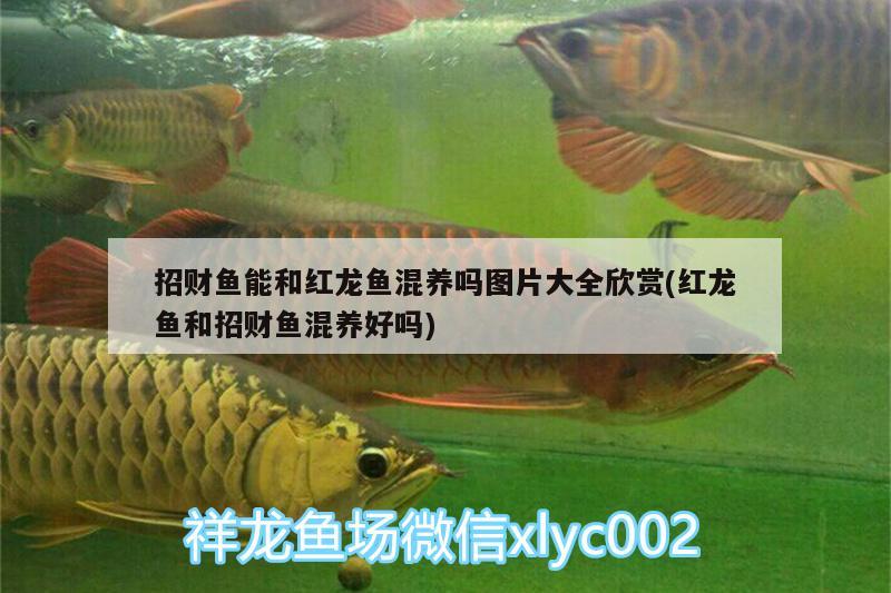 招財(cái)魚能和紅龍魚混養(yǎng)嗎圖片大全欣賞(紅龍魚和招財(cái)魚混養(yǎng)好嗎) 成吉思汗鯊（球鯊）魚