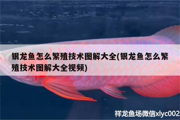 銀龍魚怎么繁殖技術圖解大全(銀龍魚怎么繁殖技術圖解大全視頻) 銀龍魚百科