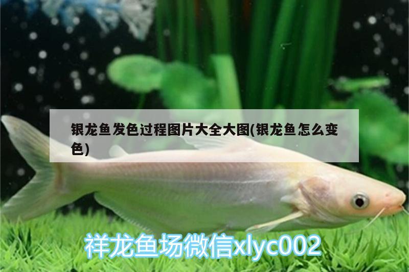 銀龍魚發(fā)色過程圖片大全大圖(銀龍魚怎么變色) 銀龍魚百科