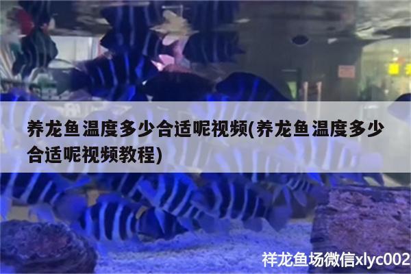 養(yǎng)龍魚溫度多少合適呢視頻(養(yǎng)龍魚溫度多少合適呢視頻教程) B級過背金龍魚