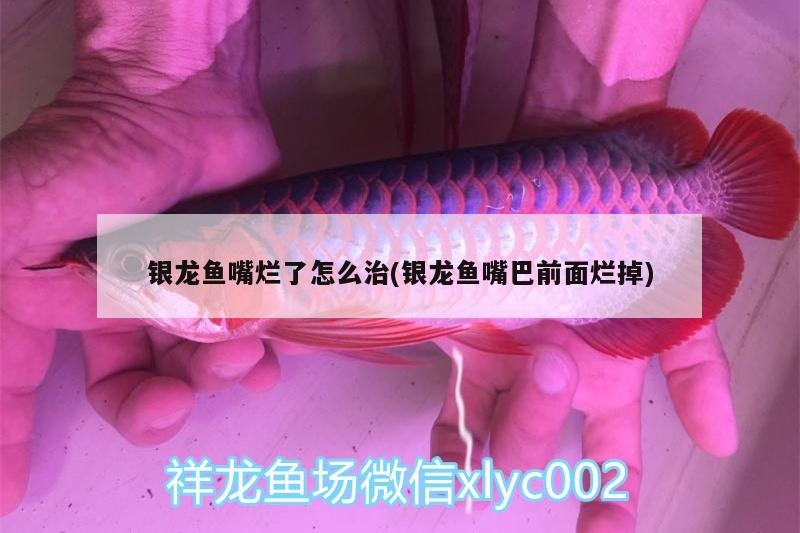 銀龍魚嘴爛了怎么治(銀龍魚嘴巴前面爛掉) 銀龍魚百科