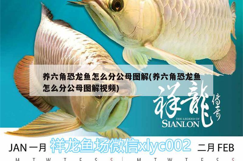 養(yǎng)六角恐龍魚怎么分公母圖解(養(yǎng)六角恐龍魚怎么分公母圖解視頻)