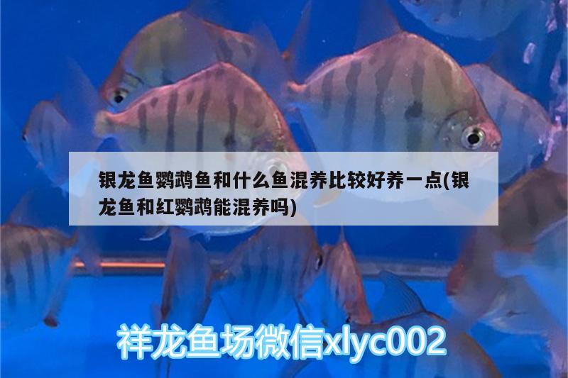 銀龍魚鸚鵡魚和什么魚混養(yǎng)比較好養(yǎng)一點(銀龍魚和紅鸚鵡能混養(yǎng)嗎) 鸚鵡魚