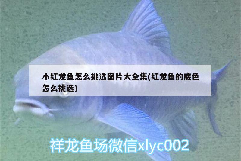 小紅龍魚怎么挑選圖片大全集(紅龍魚的底色怎么挑選)