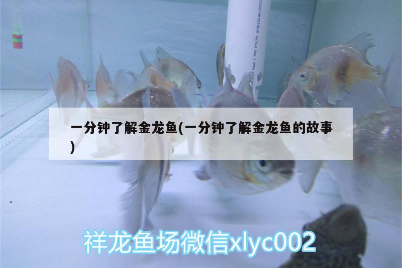 一分鐘了解金龍魚(一分鐘了解金龍魚的故事)