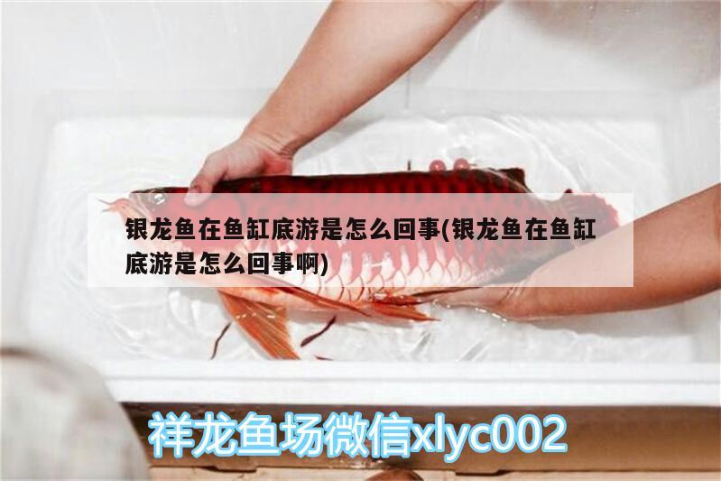 銀龍魚在魚缸底游是怎么回事(銀龍魚在魚缸底游是怎么回事啊)