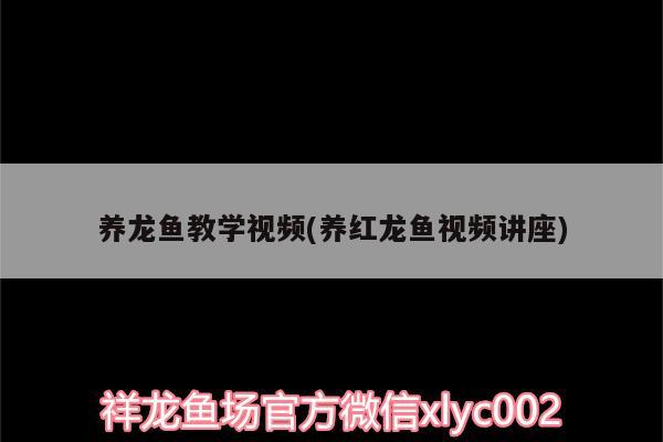 養(yǎng)龍魚教學(xué)視頻(養(yǎng)紅龍魚視頻講座) 狗頭魚