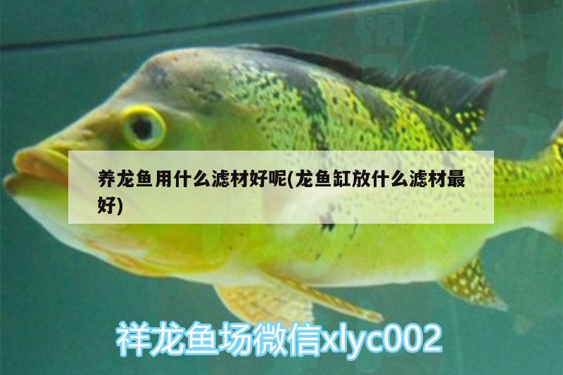 養(yǎng)龍魚用什么濾材好呢(龍魚缸放什么濾材最好) 觀賞魚魚苗