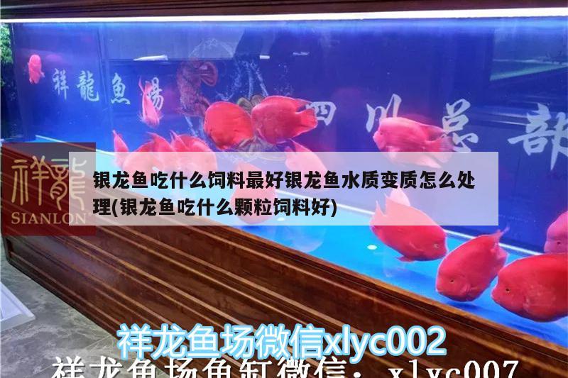 銀龍魚(yú)吃什么飼料最好銀龍魚(yú)水質(zhì)變質(zhì)怎么處理(銀龍魚(yú)吃什么顆粒飼料好)