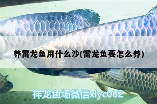 養(yǎng)雷龍魚用什么沙(雷龍魚要怎么養(yǎng)) 喂食器