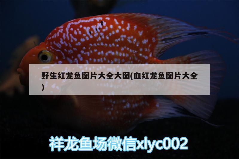 野生紅龍魚圖片大全大圖(血紅龍魚圖片大全)